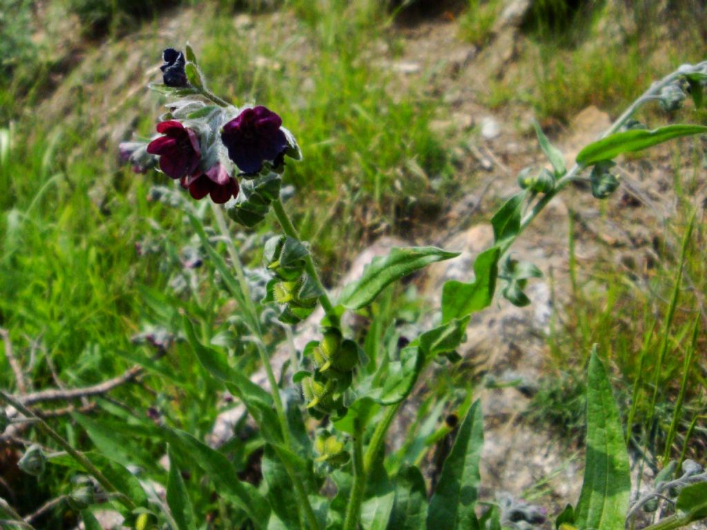 Cynoglossum officinale (Boraginaceae)